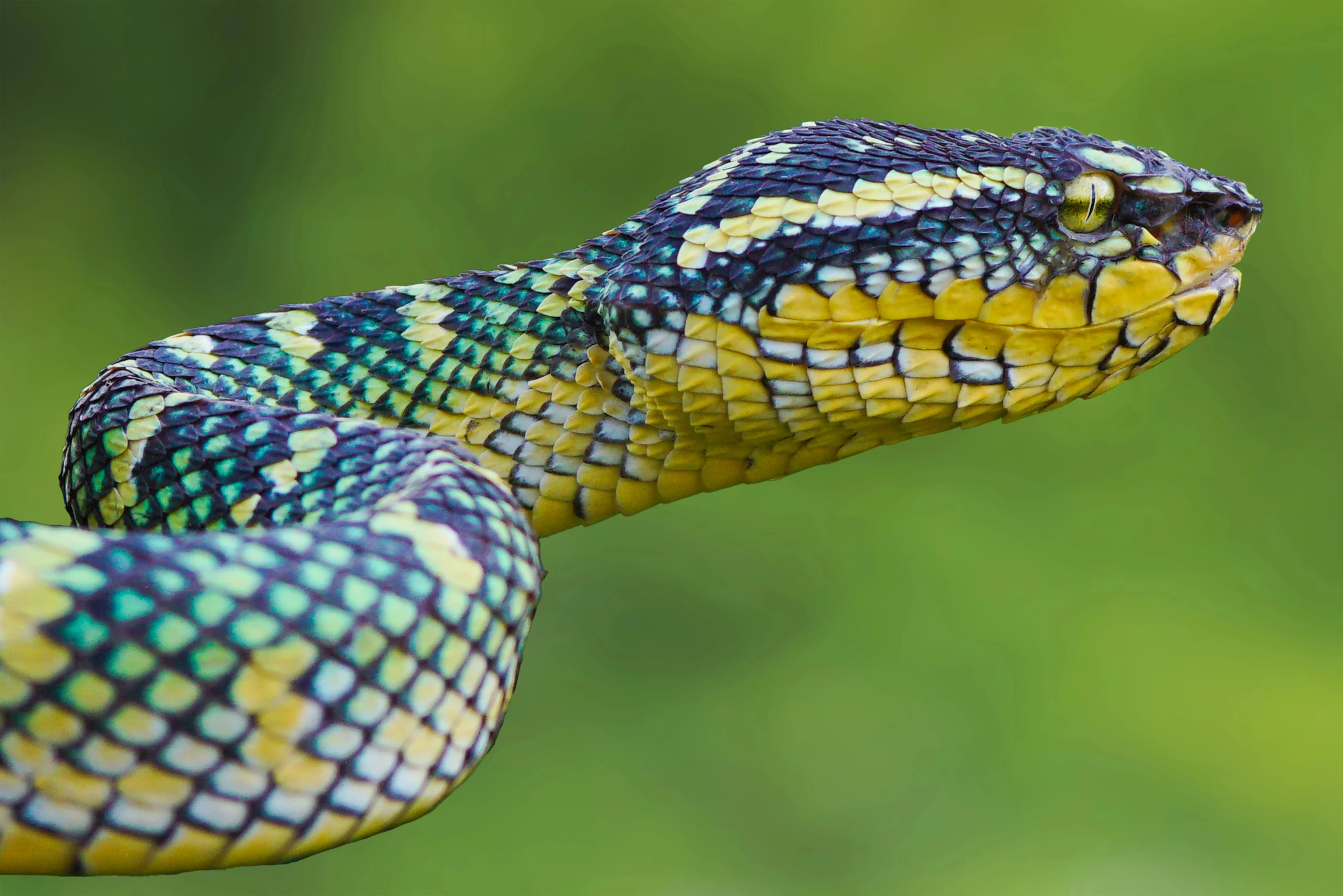 Reputable reptile snake